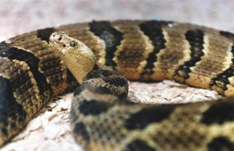 Bobby Curley believes his collie, Celtz, was bitten by a rattlesnake, but he is not entirely opposed to the plan to bring the snakes back to the area.
